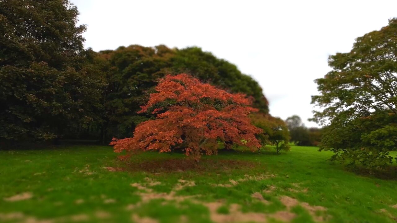 Arboretum Ireland 4K [Virtual Walking Tour] Relaxing walk