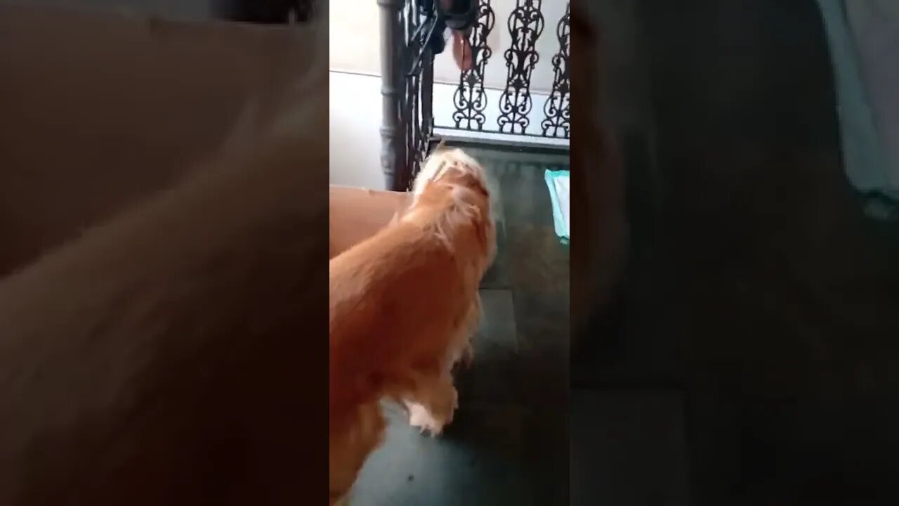 dogshow golden , shorts