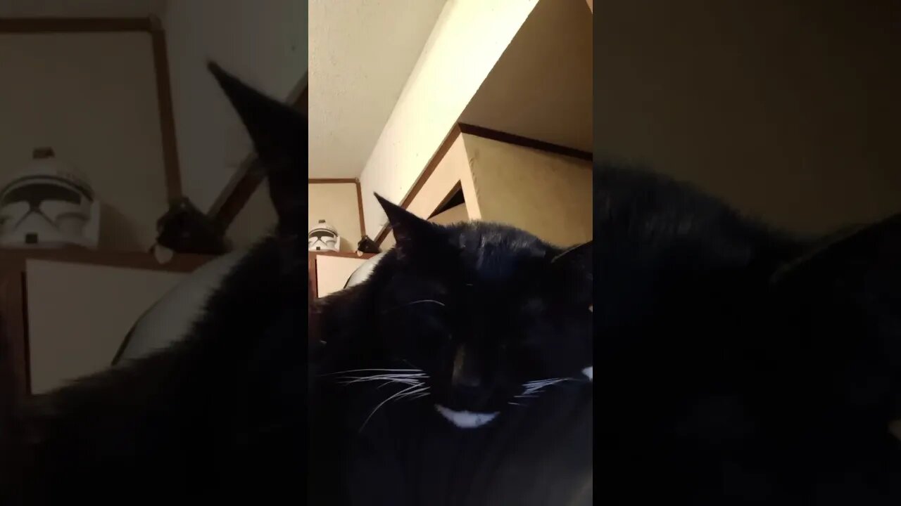 Moonpie shoulder sleeping #shorts #shortsvideo #shortsfeed #youtubeshorts #catvideos #cat