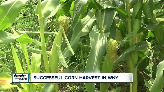 Corn harvest results in Western New York