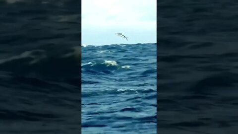 Flying fish 😳but watch what happen #shorts #viral #youtubeshorts #saintpee #hype #fish #viralvideo