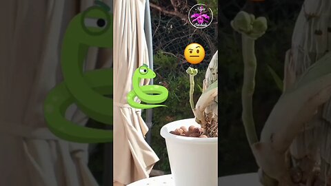 SNAKE🤪🐍 VS. FLOWER SPIKE Catasetum Female Bloom Spike SNAKE POSER #ninjaorchids #shorts