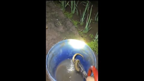 Catching live fish to flesh
