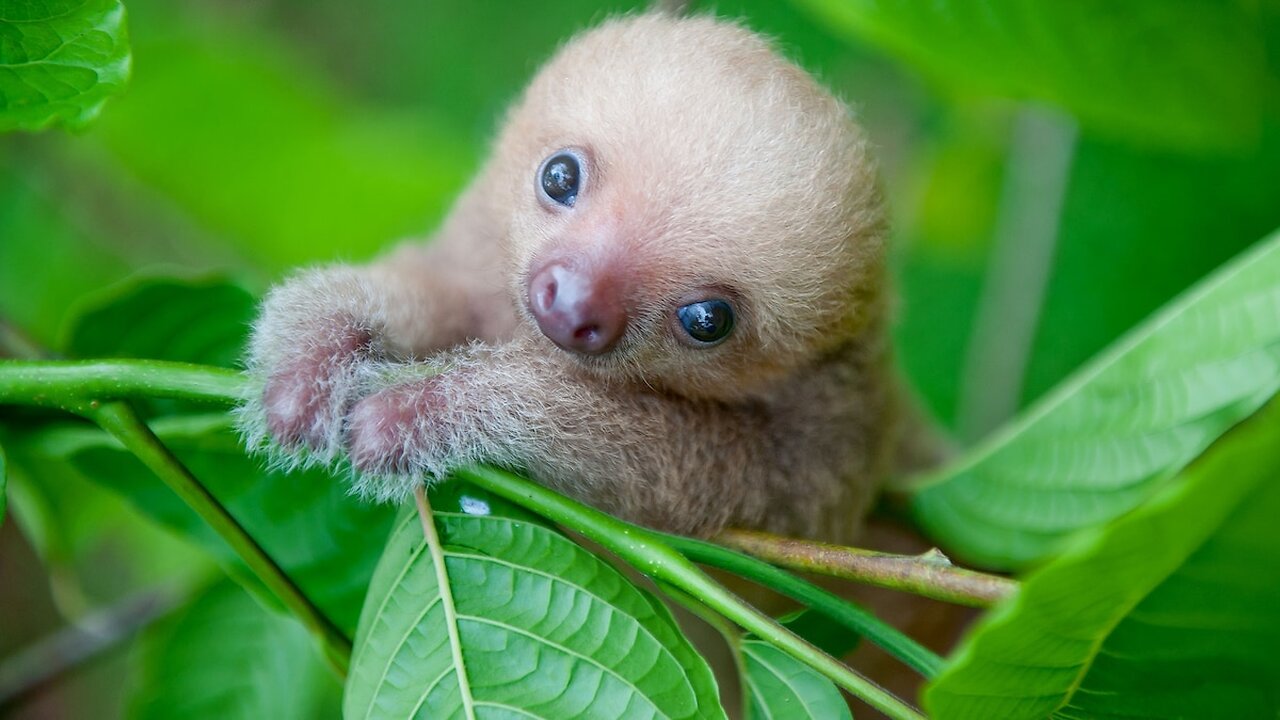 baby sloths being sloth- FUNNIEST compilation