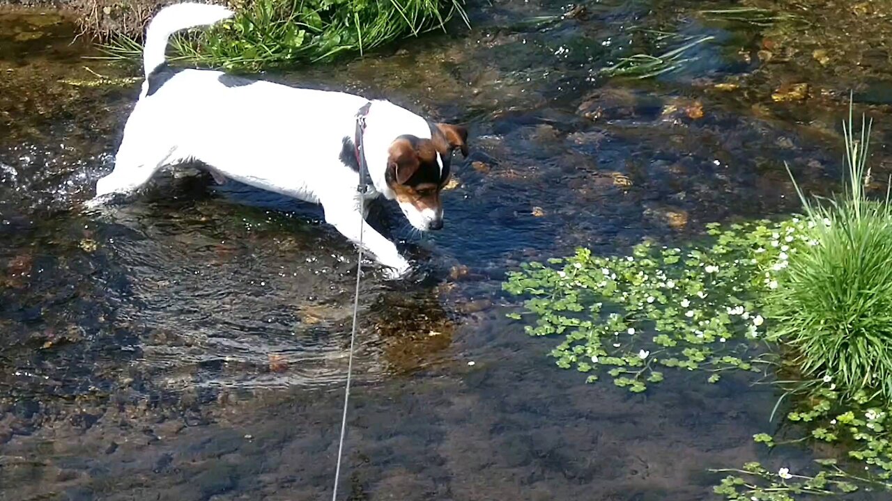 Gone Fishing Dog Style.