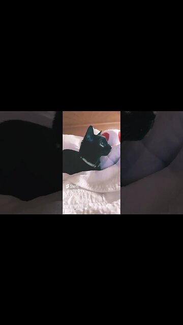 Kitty Life at one of the hotels #KittyLifeOfRoadTrips