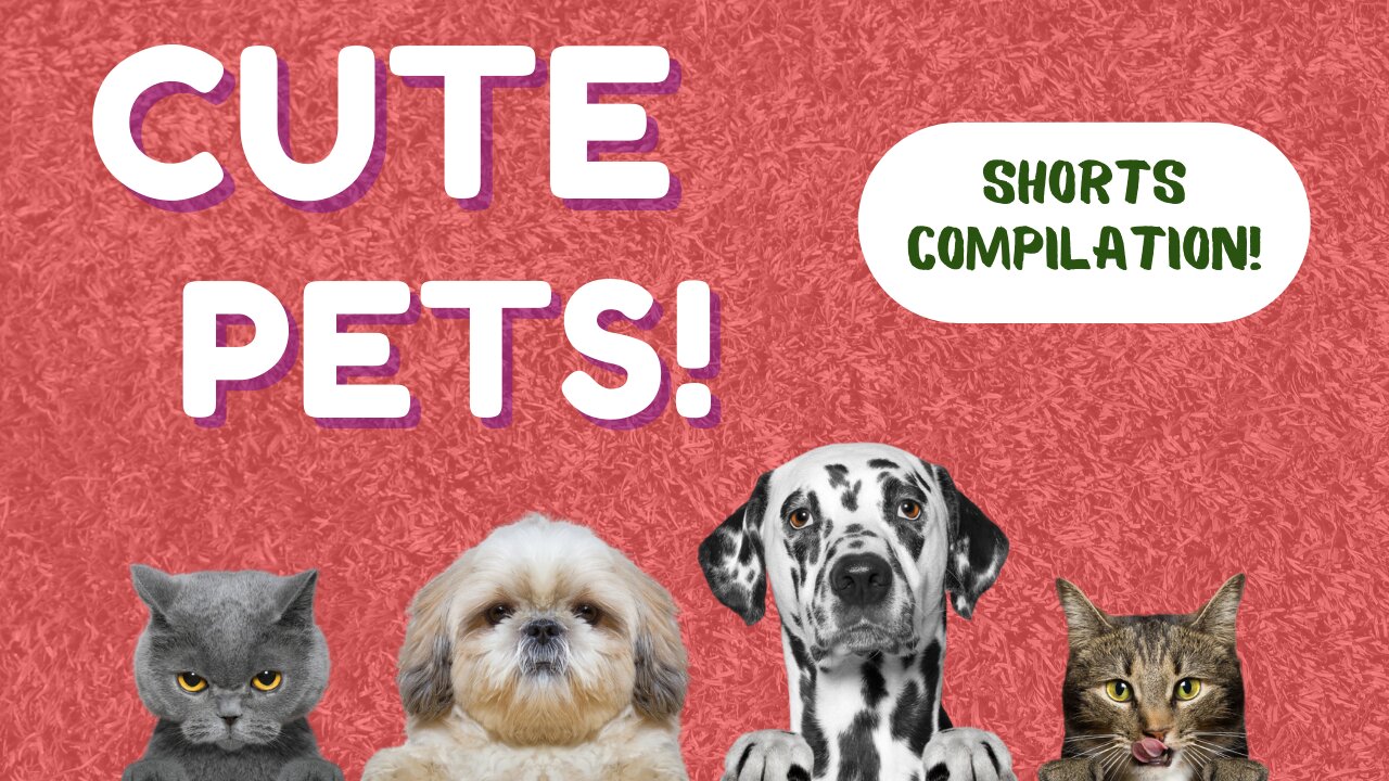 Who doesn't like cute pets?