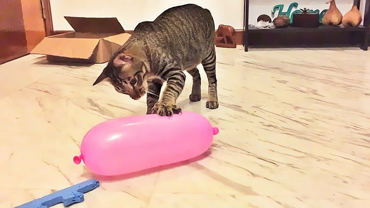 Cat Reaction to Playing Balloon - Funny Cat Balloon Reaction Compilation 2022