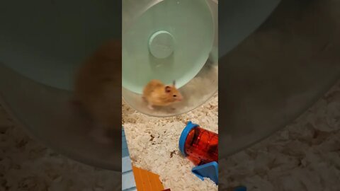 Hamster