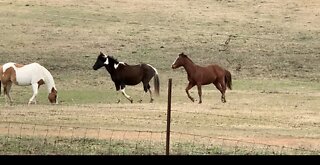 Horseplay in the pastures.