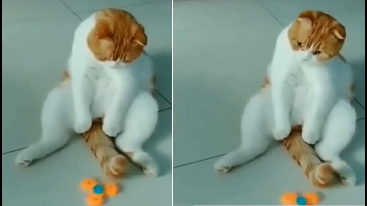 Cute cat with fidget spinner