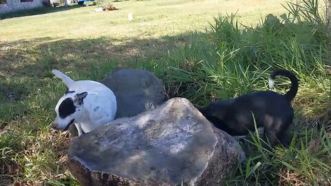Pitty Pack Park Just a Pack of Pitbulls Chilling Out..Digging Holes and Being Dogs 🐾