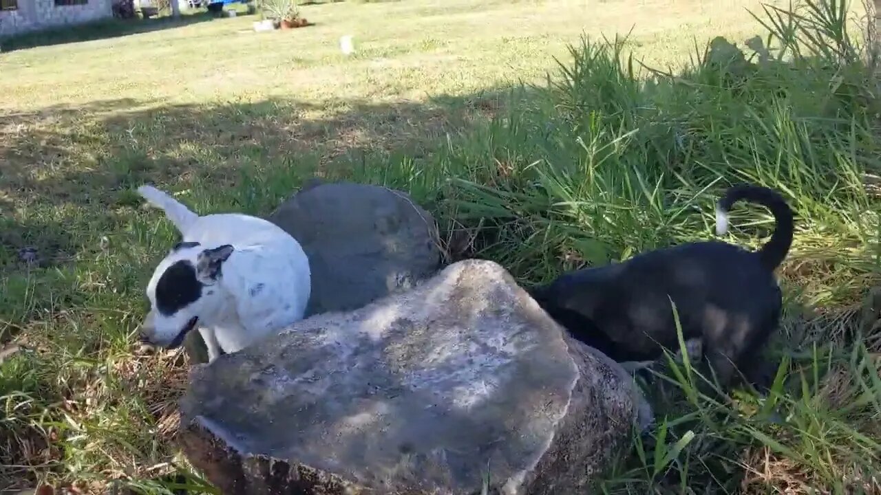 Pitty Pack Park Just a Pack of Pitbulls Chilling Out..Digging Holes and Being Dogs 🐾