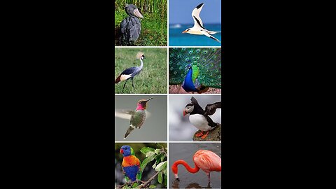 Bird is a nuture 🦜🕊️🦜🕊️#bird#nature#world