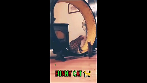 Funny cat 🐈 😻 🐈‍⬛️ amazing