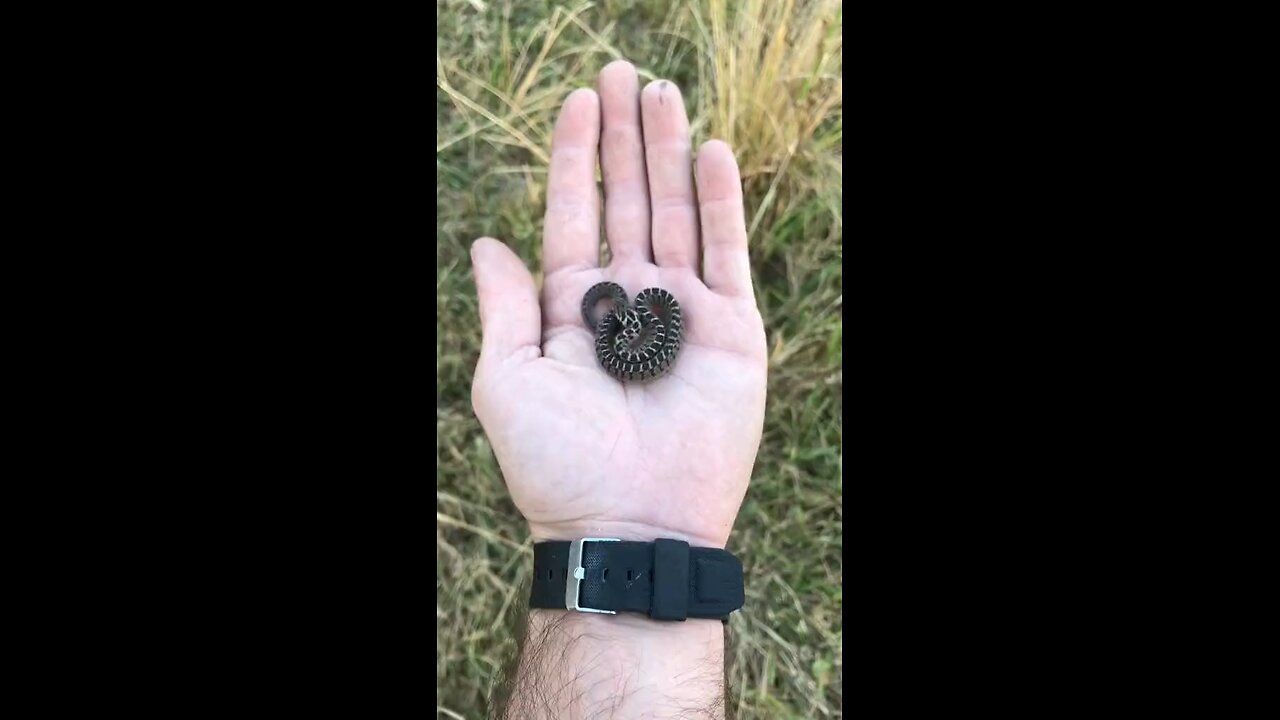 Common Egg-eating Snake juvenile