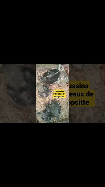 poussins d'oiseaux de calopsitte