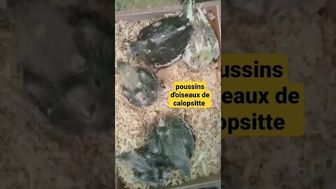 poussins d'oiseaux de calopsitte