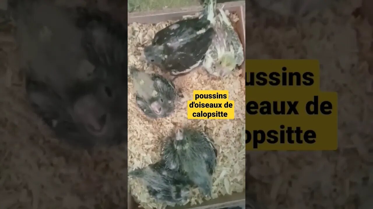 poussins d'oiseaux de calopsitte