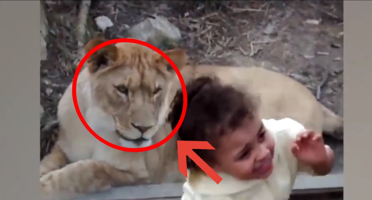 This girl had gone to the zoo, she was attacked by the tiger