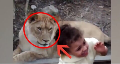 This girl had gone to the zoo, she was attacked by the tiger