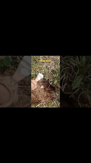 Double beaver tail in one hole.#shorts