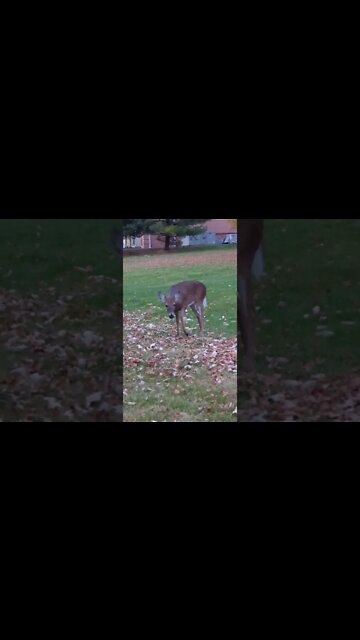 Beautiful Doe Poses For Photo Shoot In My Backyard!