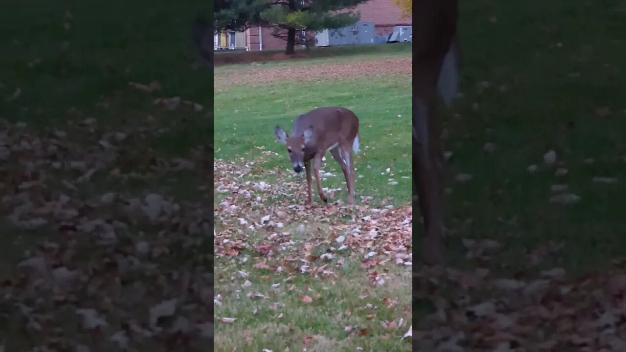 Beautiful Doe Poses For Photo Shoot In My Backyard!