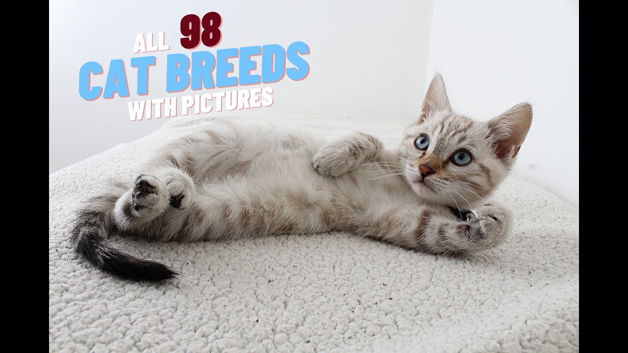 All 98 Cat Breeds In The World From A-Z With Pictures! 🐈