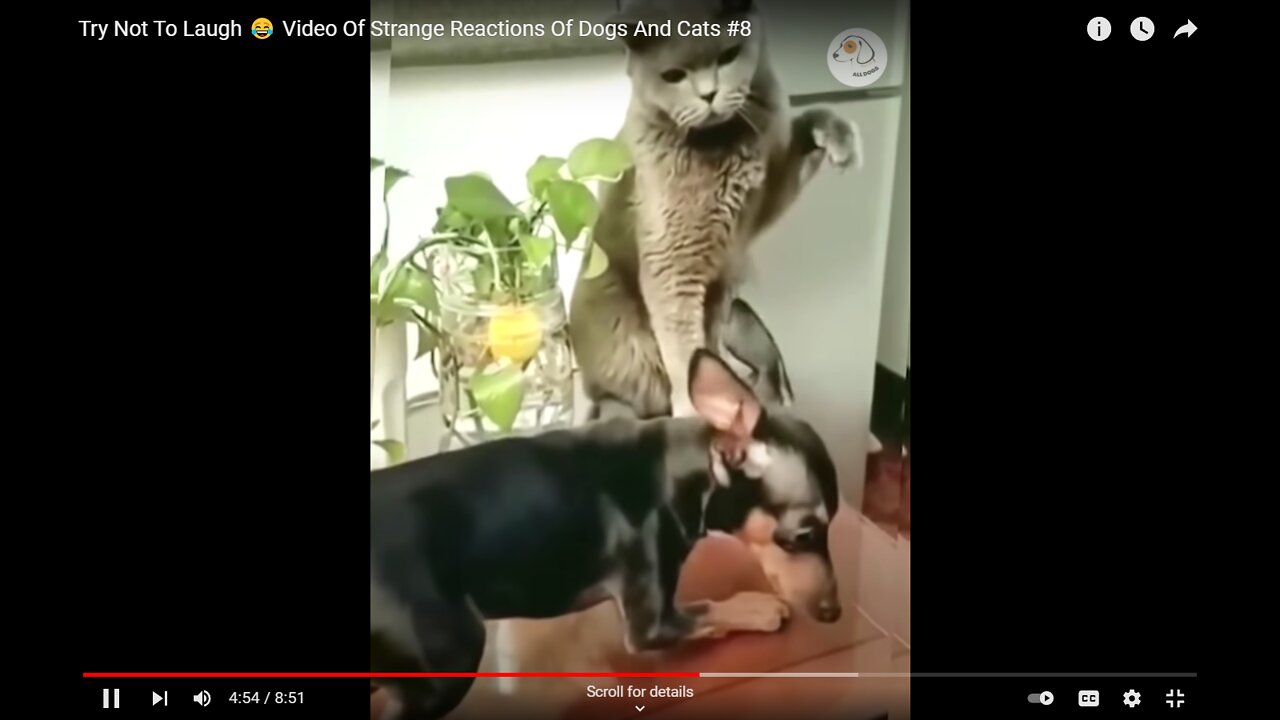 Try Not To Laugh 😂 Strange Reactions Of Dogs And Cats