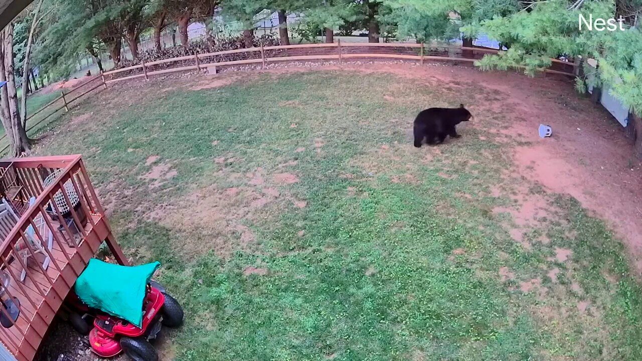 Family Shocked To Find Bear And Cubs At Backyard Bird Feeder As Mama Bear Charges