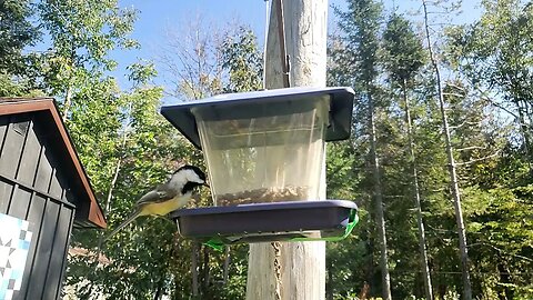 slow mo chickadee