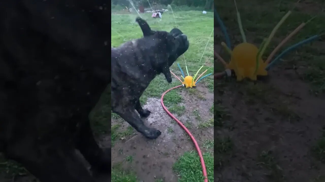 How Moose Loves The Water! #Dog #Dogs #mastiff #water #play #pets #love #family #doglover #wow