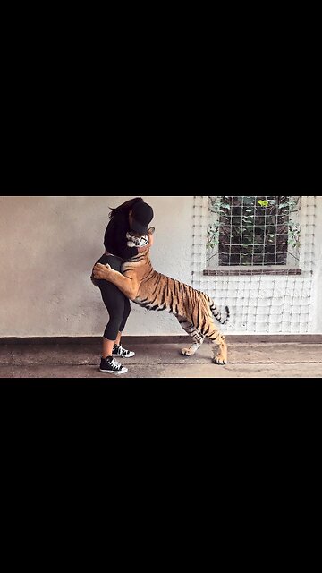 tiger reunited with owners #1 #Shorts