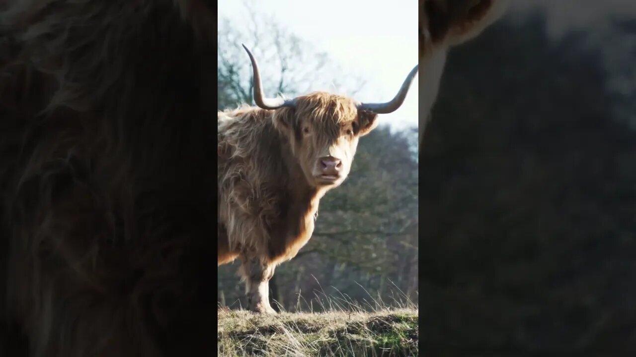 A highland cow Scotland #shorts #nature #relaxingsounds