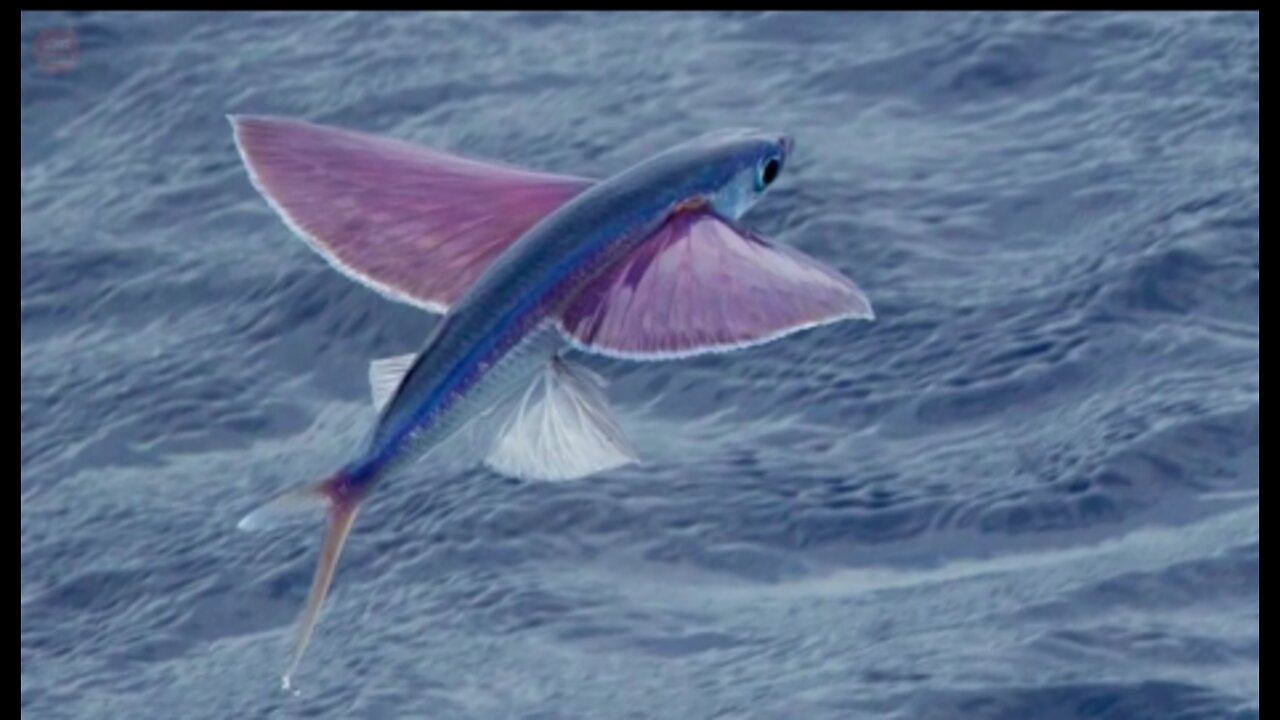 😱😱flying fish with amazing skills to escape sea predators😍