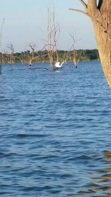 Heron takes flight through the trees in the lake