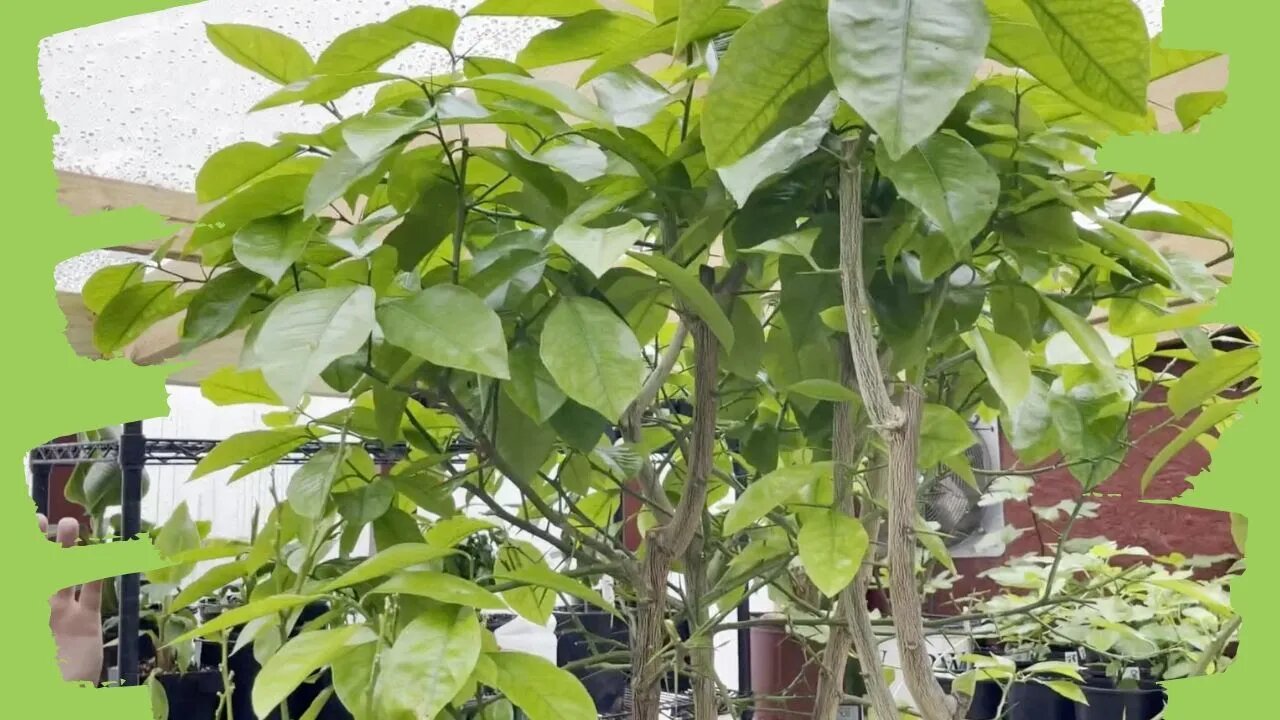 9 Year Old Seed Grown Lemon Tree Update: Thriving or Struggling?