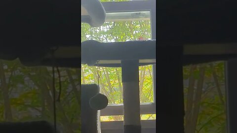 Cardinal came right up to my window 🤍❣️🤍❣️#cardinals #bird #sign #viral #shorts