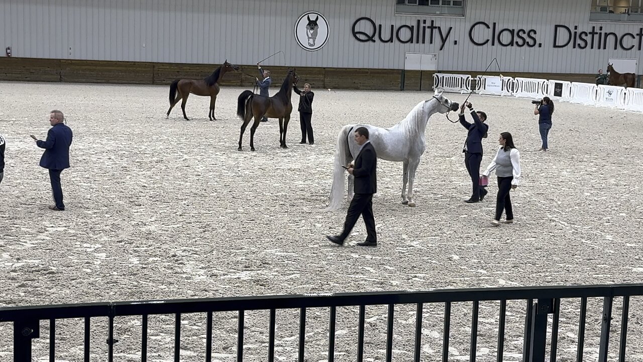 Showing Arabian Horses.