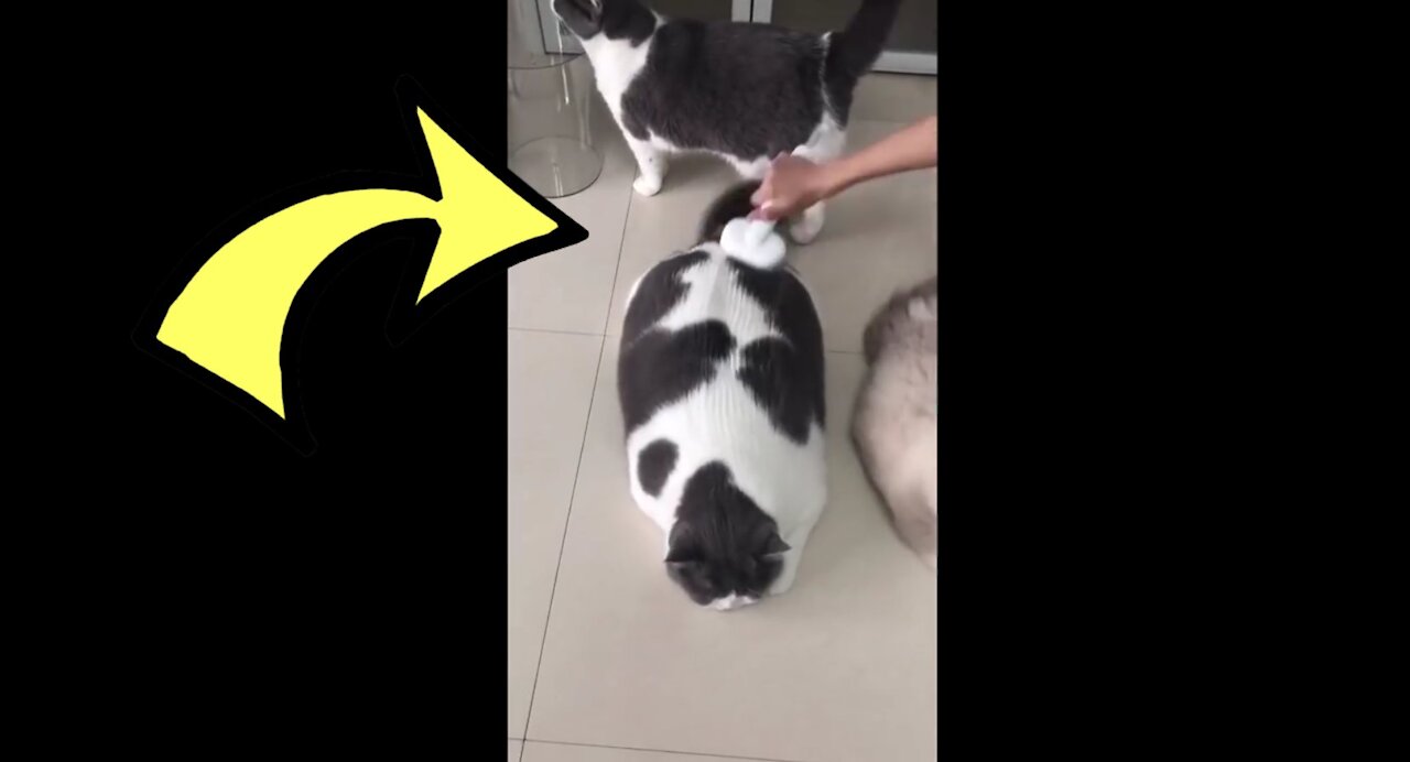 I Brush A Giant Fat Cat