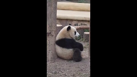 Panda Fell Off To Sleep