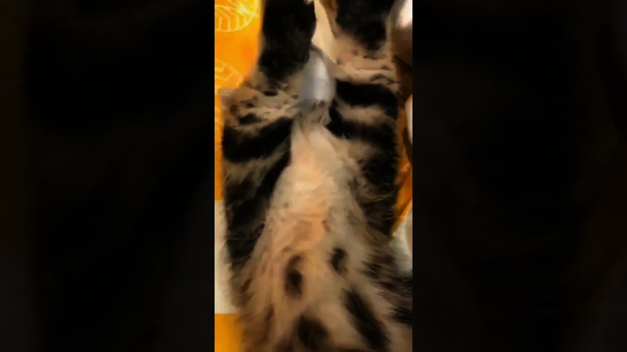 "5️⃣more minutes, pleaseee" 🐈‍⬛🥺😂😂