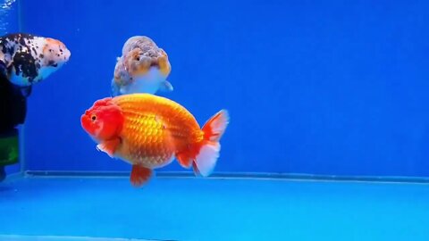 Big Giant Oranda Goldfish53 9