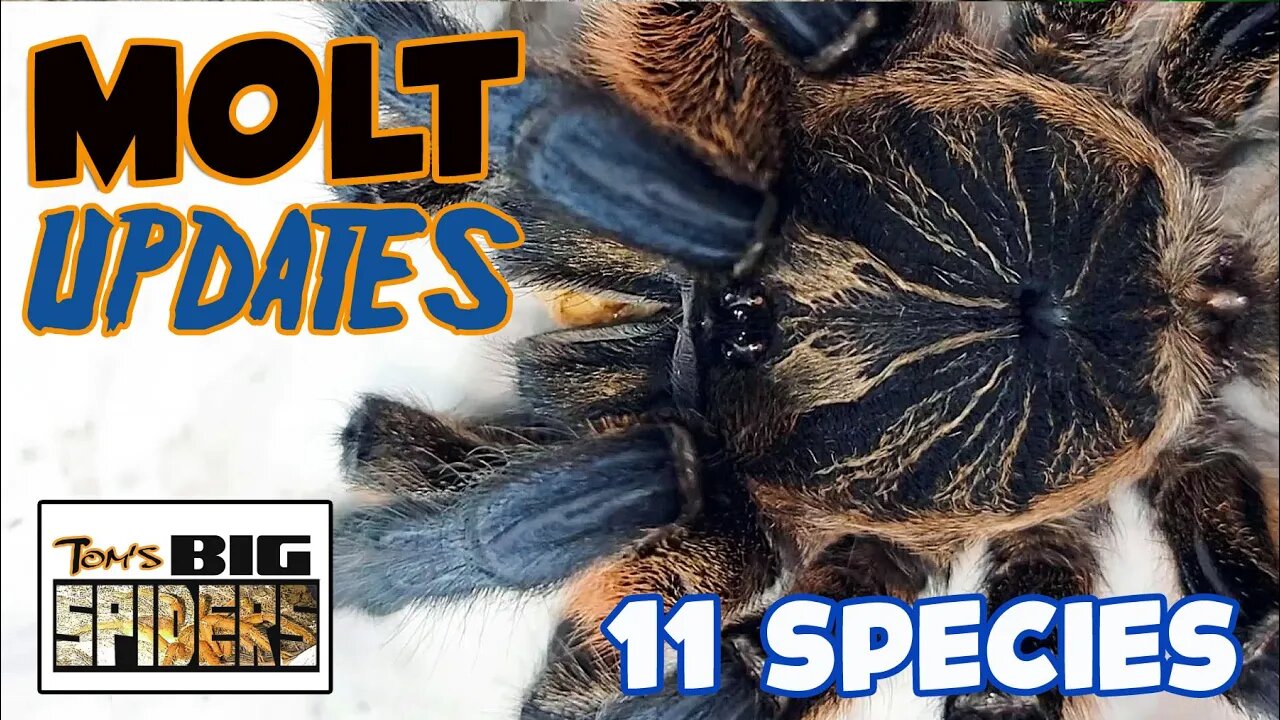 Tarantula Molt Update August 2023 ft. Harpactira pulchripes