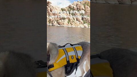 Willow was so happy to be on the paddle boat. It’s been awhile since she been on the lake