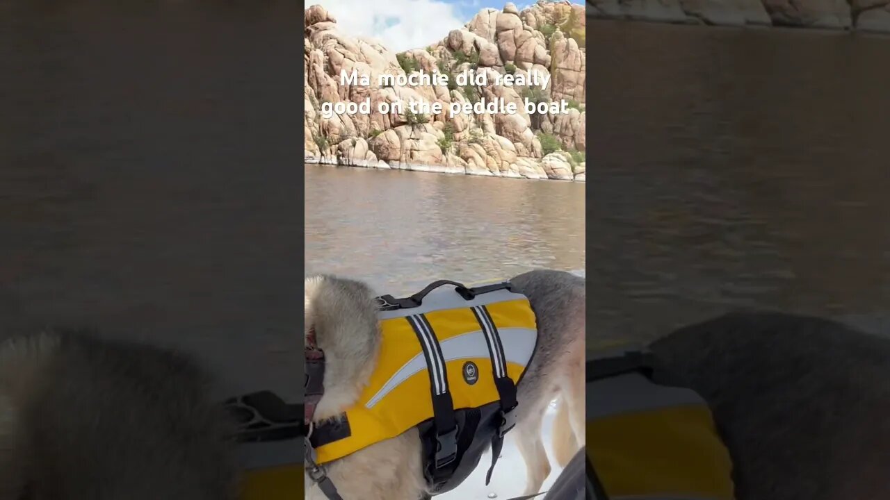 Willow was so happy to be on the paddle boat. It’s been awhile since she been on the lake