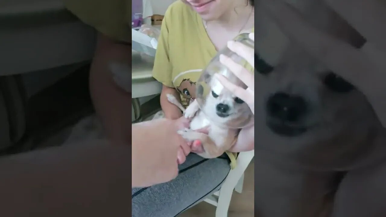 #shorts Смешные Собаки Из Тик Тока 237 Funny Dogs From Tiktok