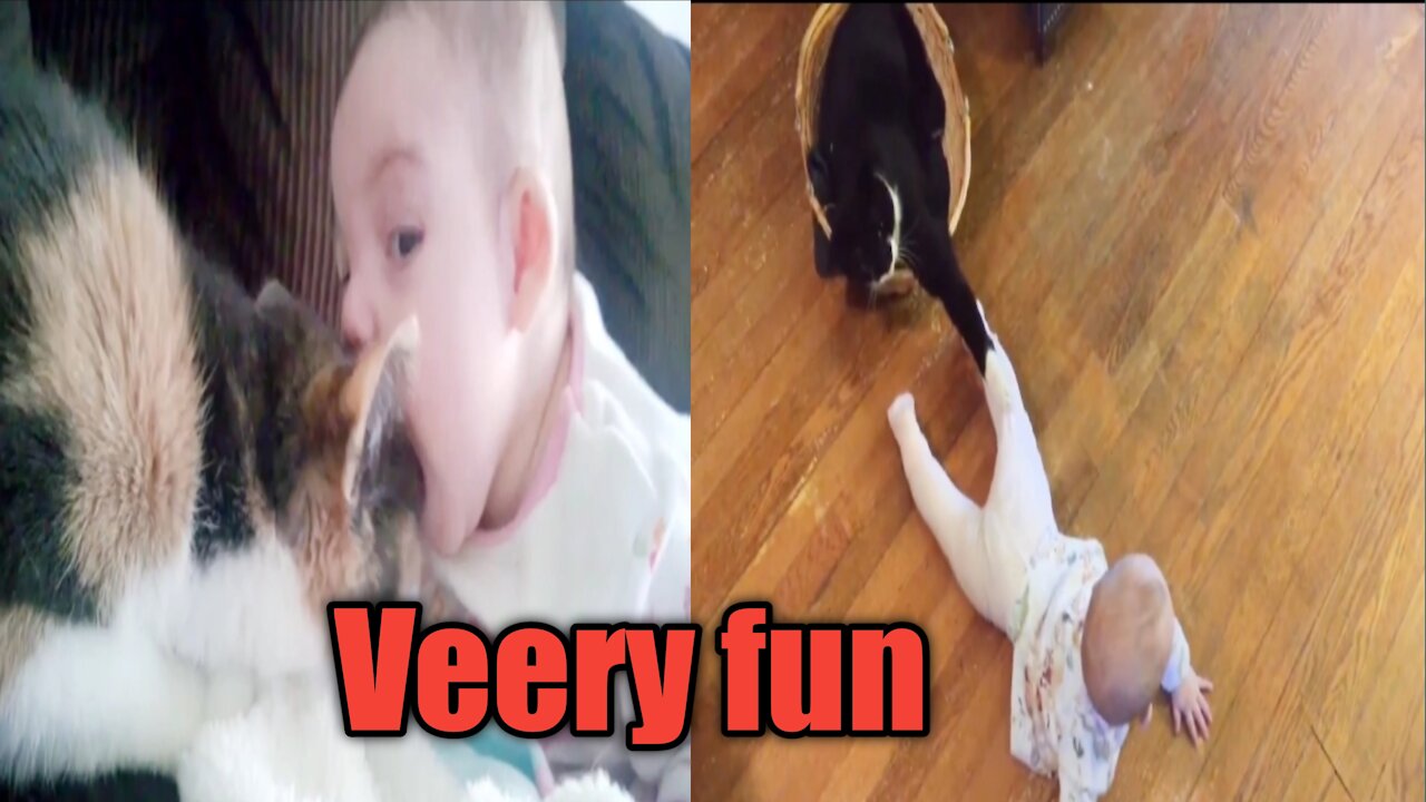 New cat and baby funny videos