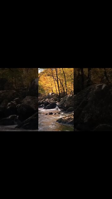 A rocky river in the forest ❣️ #viral #viralvideo #shorts #nature #photography